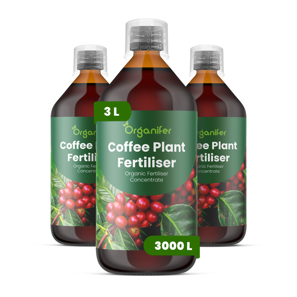 Organischer Kaffeepflanzendünger von Organifer, drei Flaschen mit je einem Liter Konzentrat für insgesamt 3000 Liter Düngerlösung.