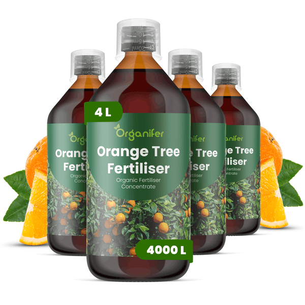 Vier Flaschen Organifer Orangenbaum-Dünger, organisches Düngerkonzentrat, 4 Liter Gesamtmenge für 4000 Liter.