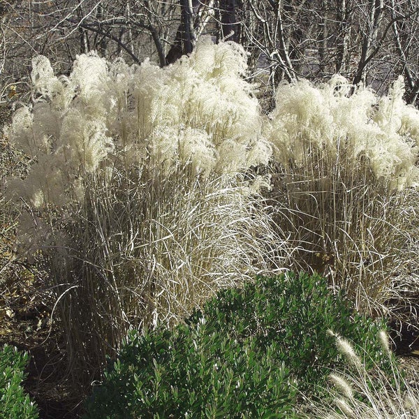 Chinaschilf im Garten