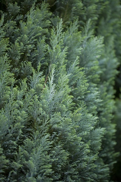 Chamaecyparis lawsoniana 'Ellwoodii', Blaue Scheinzypresse, 30–40 cm