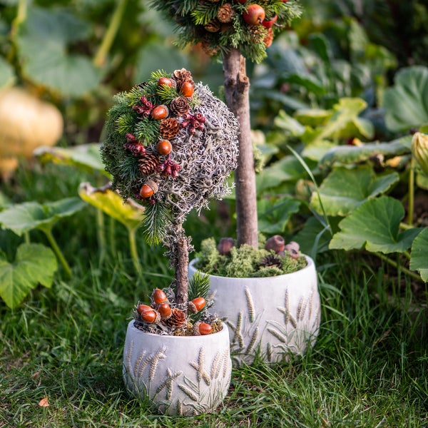 Zwei dekorative Herbst Bäumchen in Pflanztöpfen mit Ährenrelief verziert mit Moos Zapfen und Eicheln als herbstliche Gartendekoration.