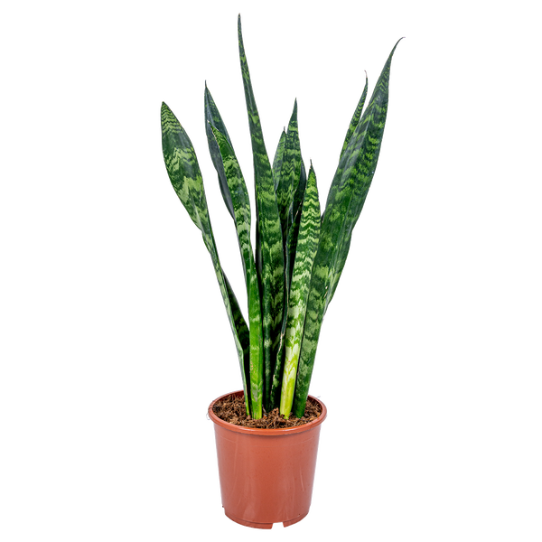 Bloomique - Sansevieria Black Coral - Schwiegermutterzunge - Bogenhanf - Zimmerpflanzen - Luftreinigend - Sehr pflegeleicht - 50-70 cm Hoch - Topf 17 cm