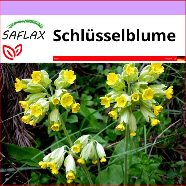 SAFLAX  - Schlüsselblume - Primula veris - 100 Samen