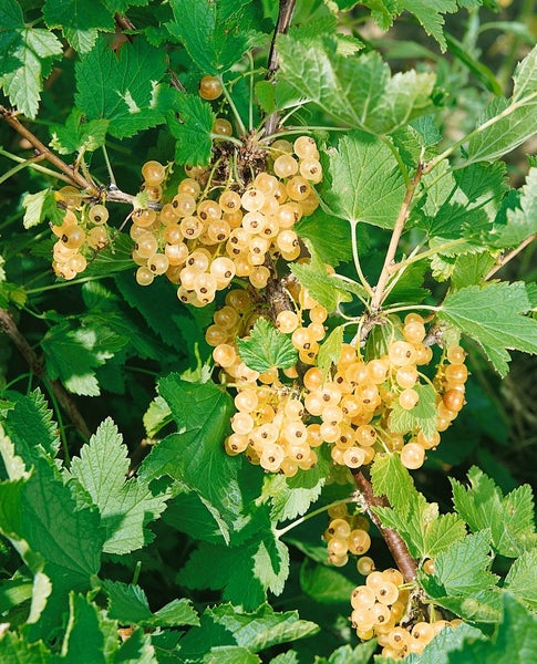 Ribes aureum, Gold-Johannisbeere, 60–100 cm