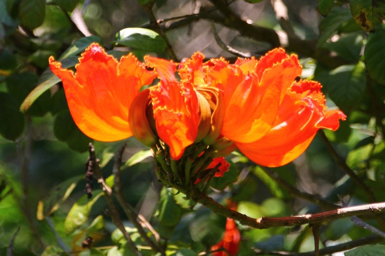 SAFLAX  - Afrikanischer Tulpenbaum - Spathodea campanulata - 30 Samen - Mit keimfreiem Anzuchtsubstrat