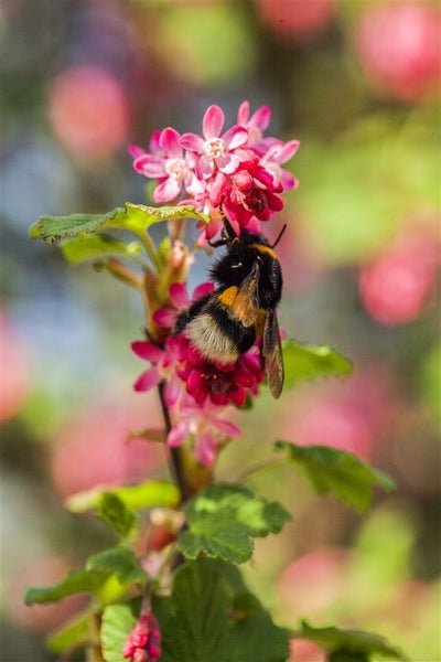 Ribes sanguineum 'King Edward VII', Blutjohannisbeere, rot, 100–150 cm