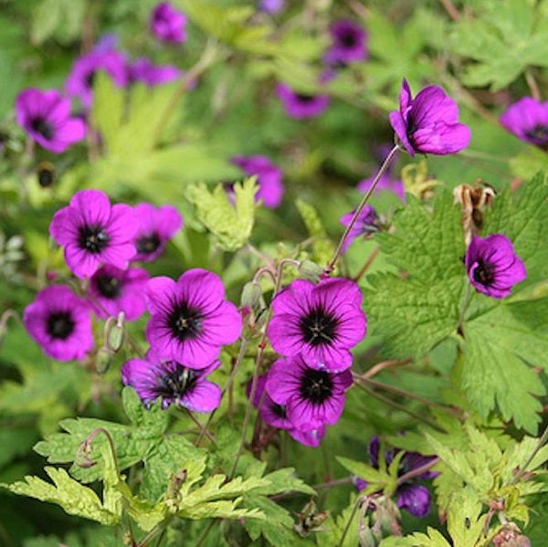 Nahaufnahme von lila Storchenschnabelblüten im Garten