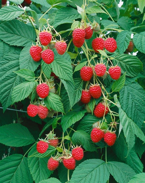 Rubus idaeus 'Meeker', Himbeere, rot, 30–40 cm