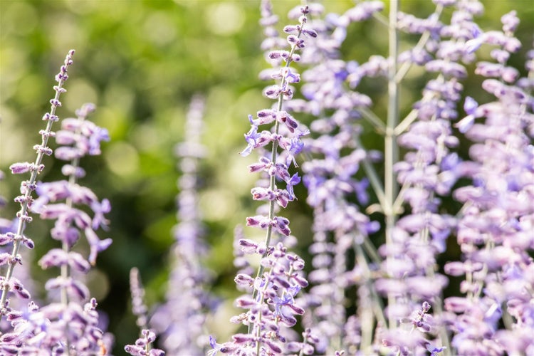 Russischer Salbei im Detail