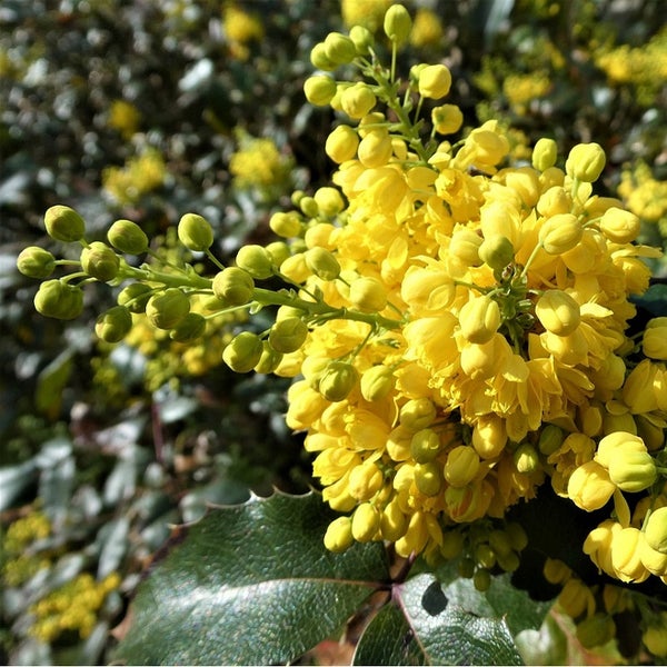 Nahaufnahme von Berberitze mit gelben Blüten