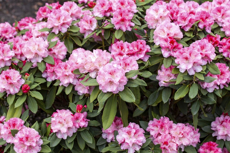 Rhododendron yakushimanum 'Tina Heinje', rosa Blüten, 20–25 cm
