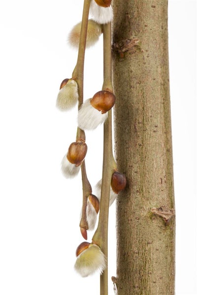 Salix caprea 'Pendula', Kätzchenweide, hängend, 125 cm Stammhöhe