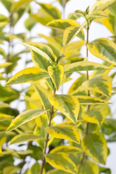 Ligustrum ovalifolium 'Aureum', Goldliguster, gelb-grün, 60–80 cm