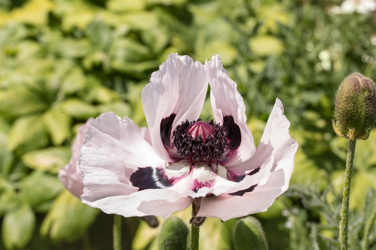 Nahaufnahme einer Mohnblume im Garten