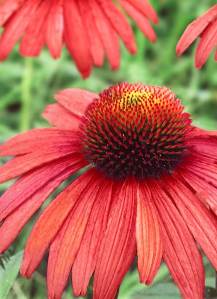 Echinacea purpurea 'Sundown' -R-, orange, ca. 11x11 cm Topf
