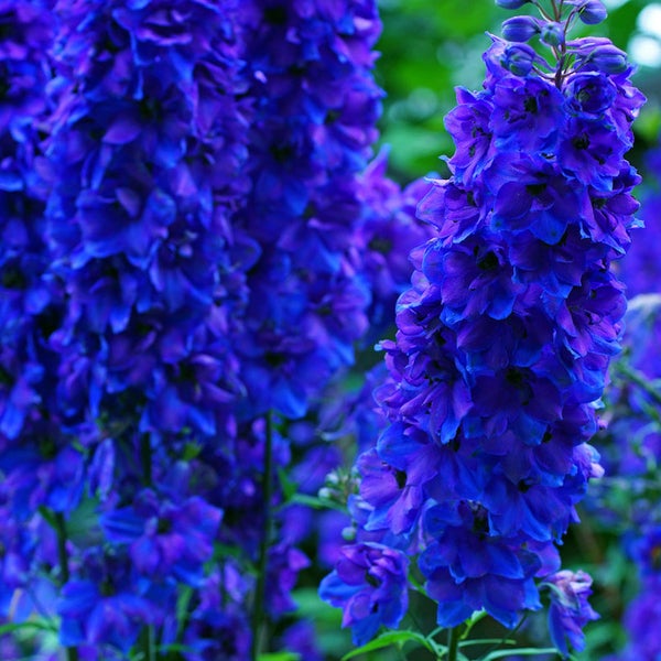 Blütenstand einer Rittersporn Pflanze im Garten.