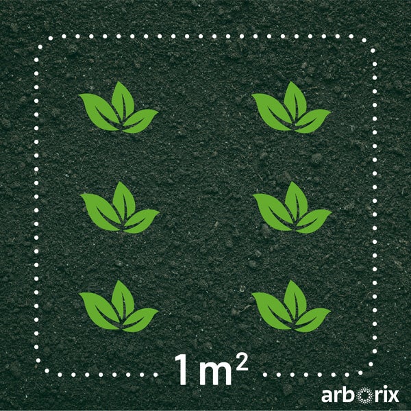 Pflanzfläche mit sechs Pflanzen auf einem Quadratmeter