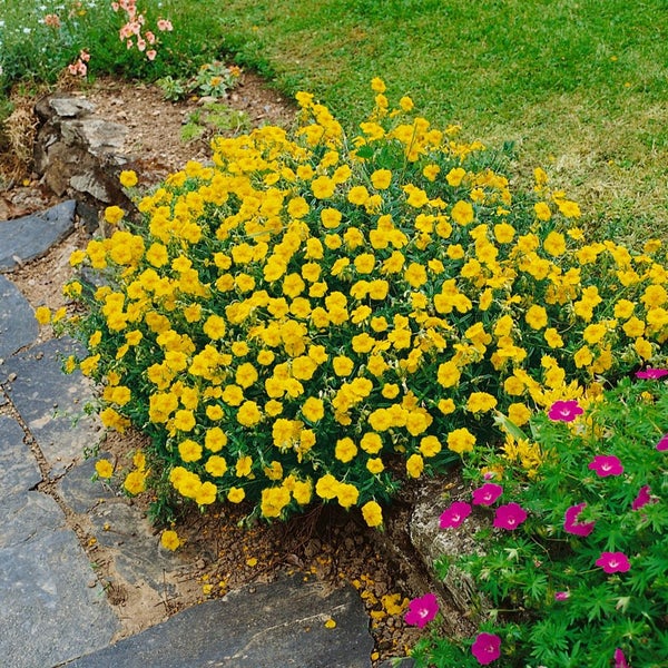 Blühende Fingerstrauchpflanze im Garten.