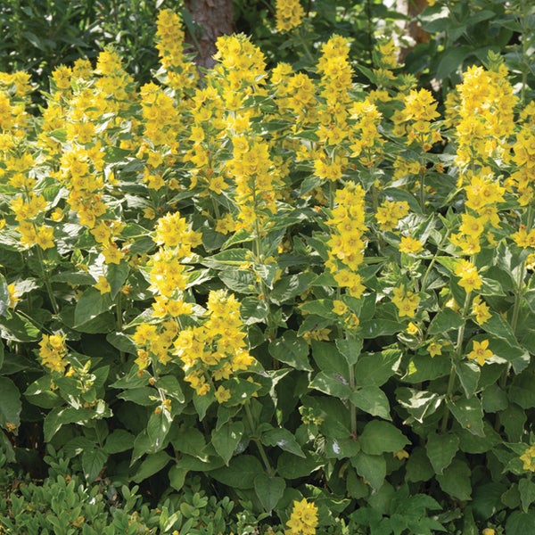Gelbe Lysimachia Pflanze im Gartenbeet