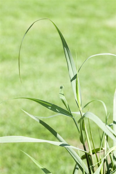 Panicum virgatum 'Squaw', Rutenhirse, rotbraun, ca. 9x9 cm Topf