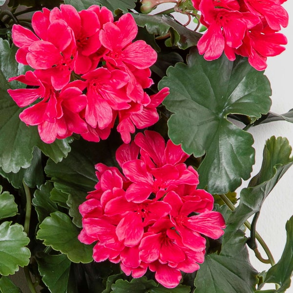 Detailansicht einer künstlichen Geranie mit grünen Blättern und rosa Blüten.