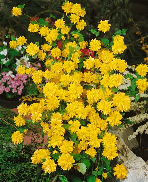 Kerria japonica, Japanische Kerrie, gelb, 80–100 cm
