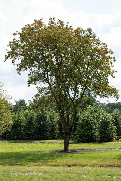 Acer negundo, Eschen-Ahorn, 100–125 cm