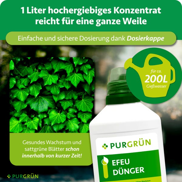 Purgrün Efeu Dünger Konzentrat, 1 Liter Flasche, Dosierkappe, für circa 200 Liter Gießwasser, Efeublätter, Purgrün Logo.