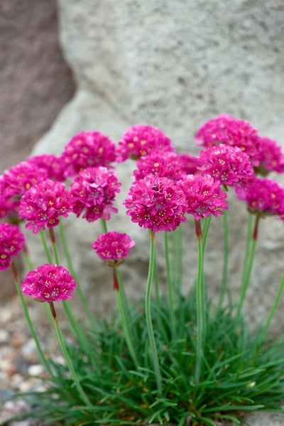 Armeria maritima 'Düsseldorfer Stolz', Grasnelke, rosa, ca. 9x9 cm Topf