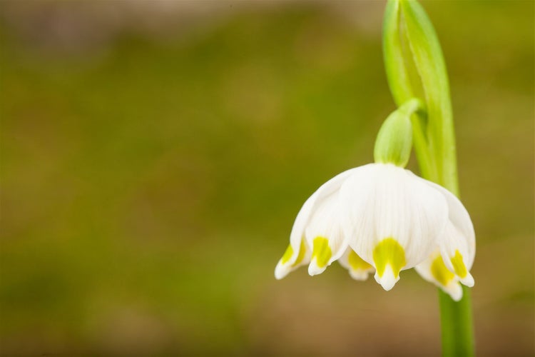 Leucojum vernum, Märzenbecher, weiß, ca. 9x9 cm Topf
