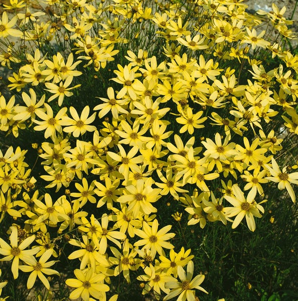 Feld von Coreopsis verticillata Pflanzen