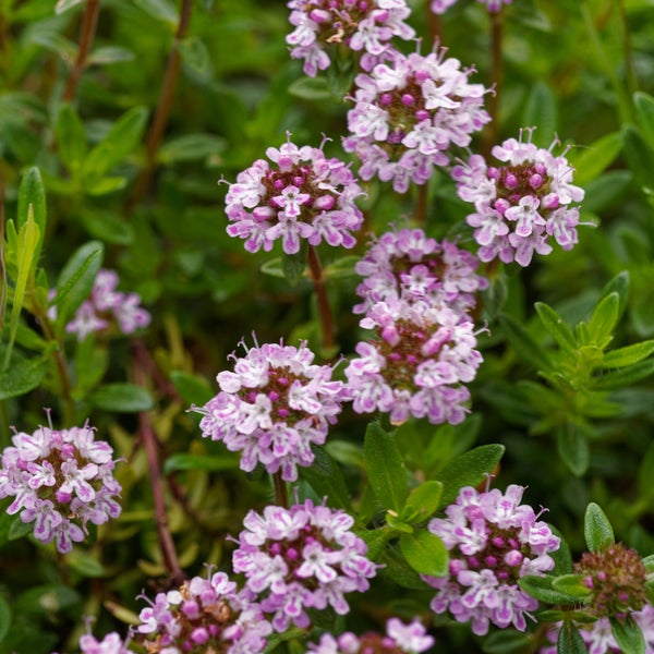 Blühender Thymian im Detail