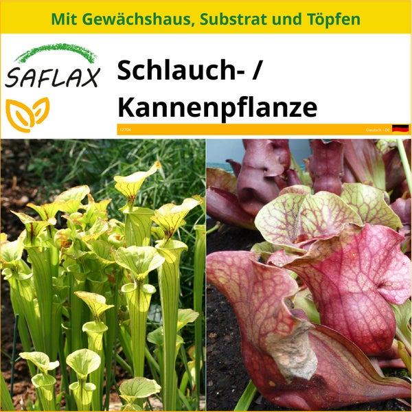 SAFLAX Anzucht Set - Schlauch- / Kannenpflanze - Sarracenia flava / S. purpurea - Mix - 10 Samen - Mit Mini-Gewächshaus, Anzuchtsubstrat und 2 Töpfen