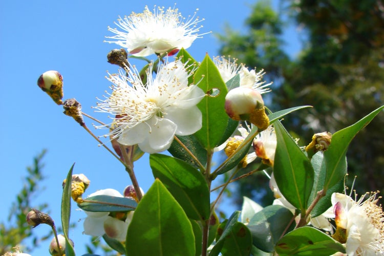 SAFLAX Garden to go - Echte Myrte / Brautmyrte - Myrtus communis - 30 Samen - Mit Topf, Klima - Deckel und Anzuchtsubstrat