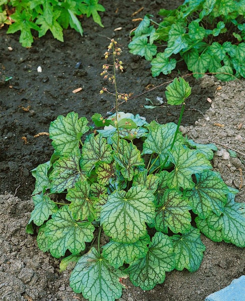 Heuchera americana 'Green Spice', Purpurglöckchen, grün-silber, ca. 11x11 cm Topf