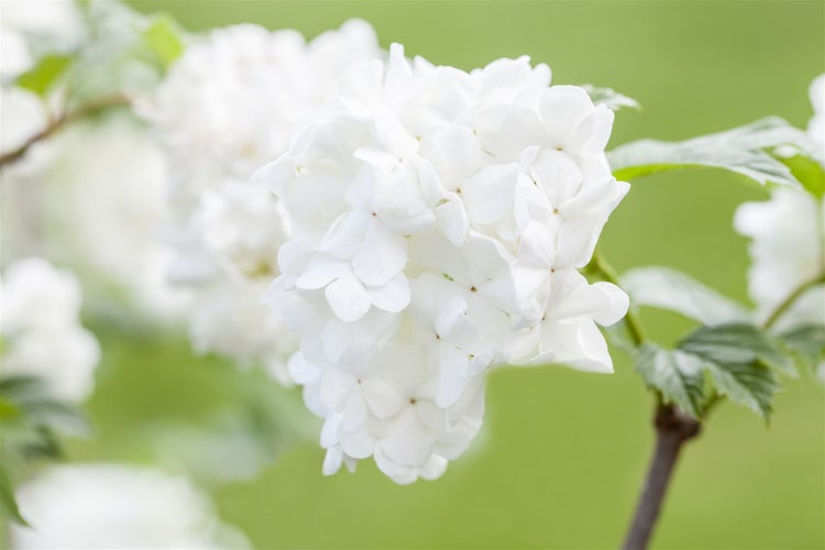 Viburnum plicatum 'Summer Snowflake', Japanischer Schneeball, 30–40 cm