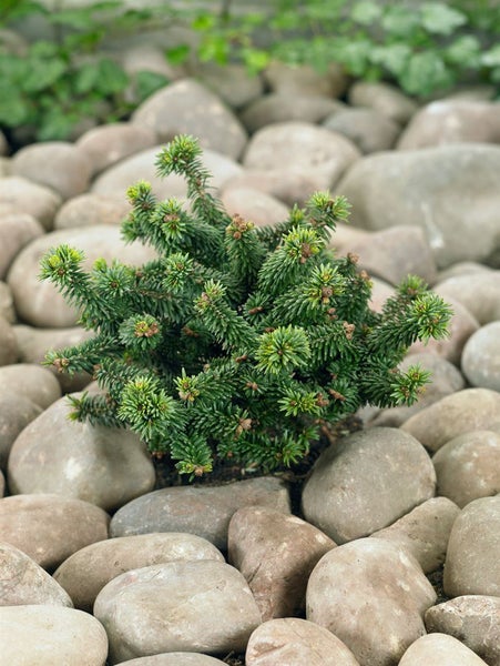Abies balsamea 'Piccolo', Balsamtanne, kompakt, 20–25 cm