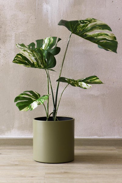 Monstera Variegata Zimmerpflanze mit weiß-grün panaschierten Blättern in einem olivgrünen zylindrischen Pflanztopf.