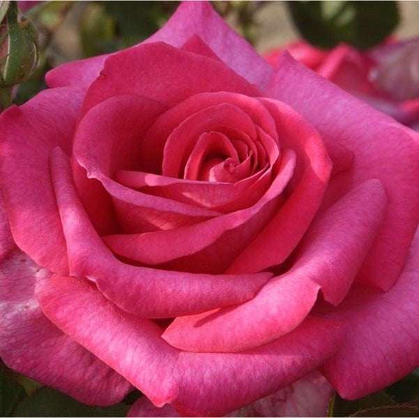 Nahaufnahme einer einzelnen, rosafarbenen Rose