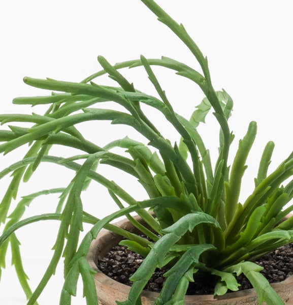 Grüne Zimmerpflanze Rhipsalis mit gezackten Trieben in einem Terrakottatopf mit dunklem Substrat.