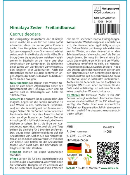 SAFLAX  - Himalaya Zeder - Cedrus deodara - 35 Samen
