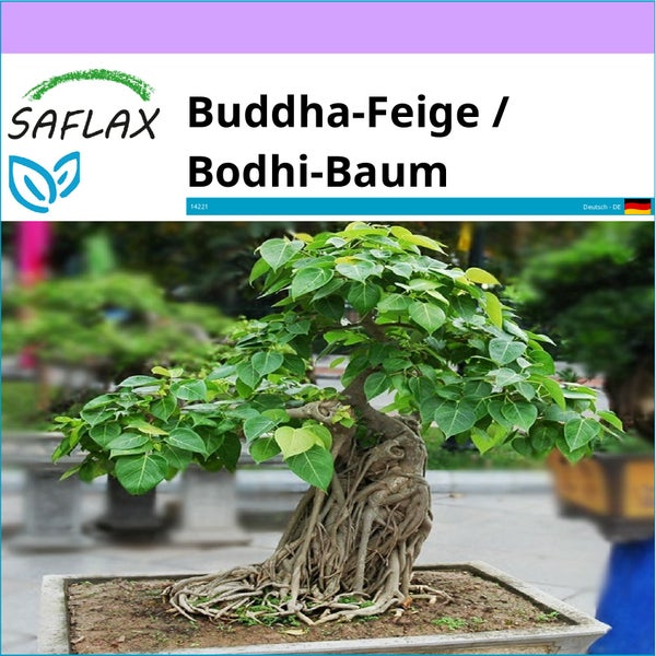 SAFLAX  - Buddha-Feige / Bodhi-Baum - Ficus religiosa - 100 Samen