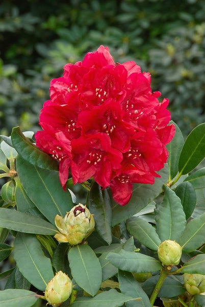 Rhododendron Hybr. 'Karl Naue', Rhododendron, 30–40 cm, rosa Blüten