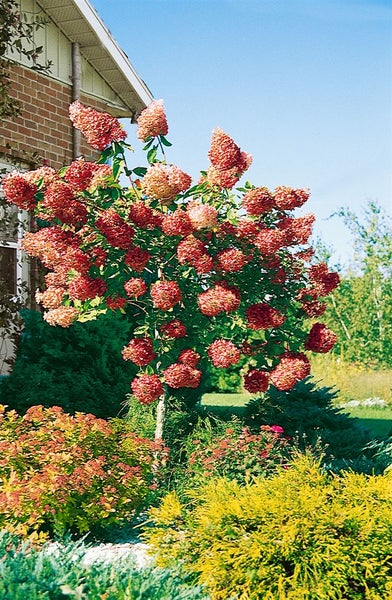 Hydrangea paniculata 'Grandiflora', Rispenhortensie, weiß, 60–100 cm