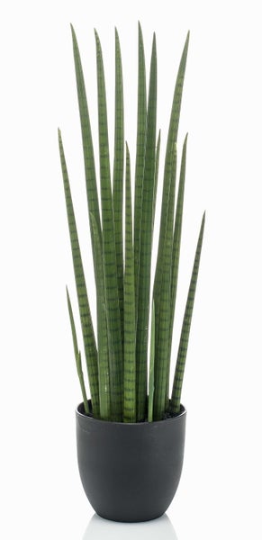 Nahaufnahme eines schwarzen Blumentopfes mit einer Sansevieria cylindrica.