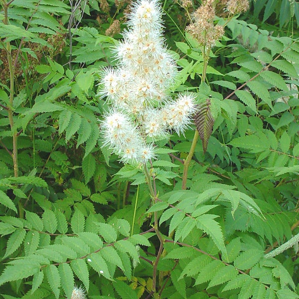 Filipendula ulmaria Pflanze mit gefiederten Blättern und weißen Blütenständen