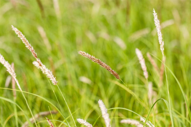 Nahaufnahme von Ziergras im Garten