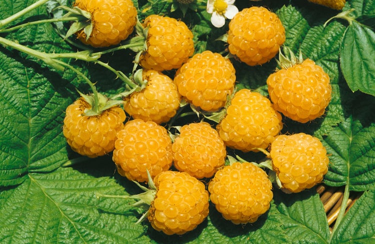 Rubus idaeus 'Fallgold', Himbeere, gelbfruchtig, 40–60 cm