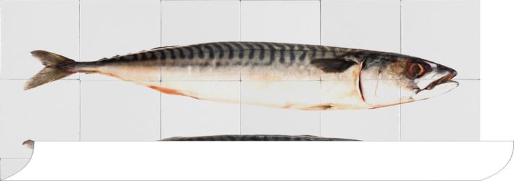 Makrele auf hellem Untergrund