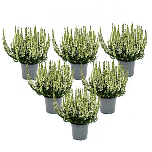 Calluna vulgaris - Set mit 6 Pflanzen - Besenheide - Heidepflanze - winterhart - 11cm Topf - weiss